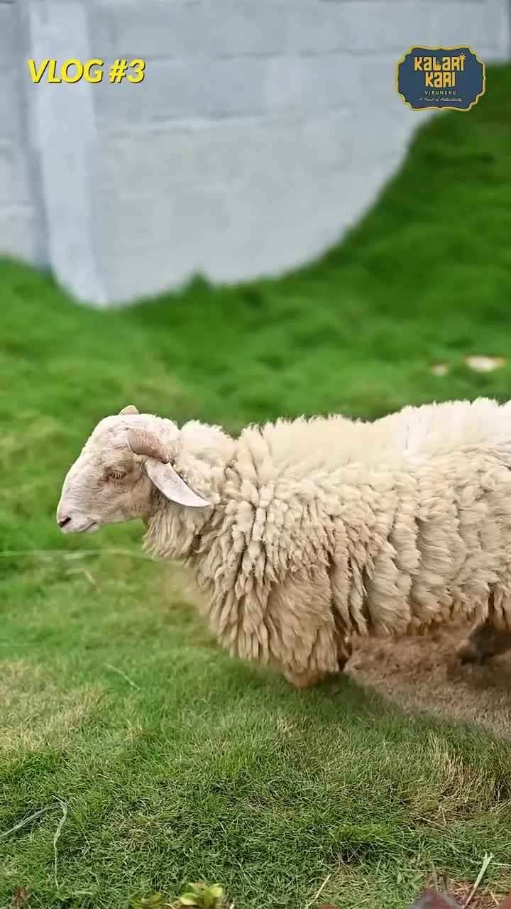 Say hello to Ibrahim